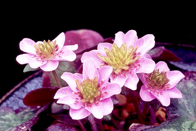 桜鈴
